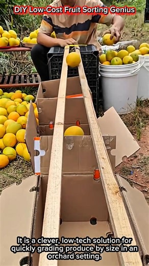 DIY Low-Cost Fruit Sorting Genius