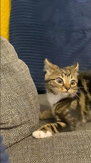 Cat Running Wild at Night? Here’s Why! 👀 #cat #animalfacts #animalshorts