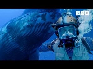 Andy and the Humpback Whale | Safari Adventures | Andy's Amazing Adventures