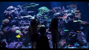 2K views · 43 reactions | GO WILD this Spring Break at Loveland Living Planet Aquarium! Explore five ecosystems from the rainforest to the Antarctic. Come face to face with Clouded leopards, sharks, otters, penguins, and more. #LLPA #SpringBreak #Staycation | The Living Planet Aquarium | Facebook