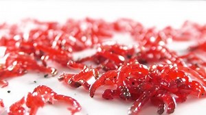 larvae for fish feed in the aquarium and bait for fishing