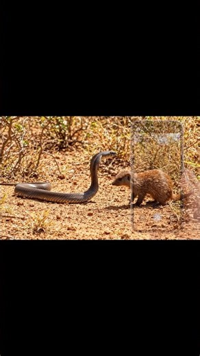 Black Mamba vs Cape Mongoose – Wild Standoff 🐍