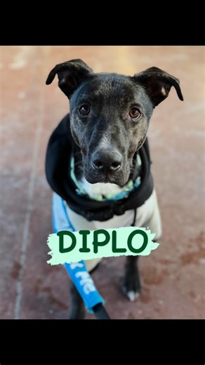 Hutchinson Blue on Instagram: "A Dog’s Day Out - A Life Saved 🐾 Diplo 🐾 Hi friends, Hutch here 🦴 I wanted to tell you about my buddy Diplo—because he really needs someone to hear him right now. Diplo is only about a year old, but life hasn’t been very kind to him yet. We don’t think he’s ever had a family or known anything other than surviving on the streets. Because of that, the world is still really big and really scary for him. But underneath all that uncertainty? This boy is brilliant. Di