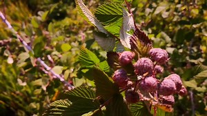Gtowing Rasberries on COMMERCIAL DONE PHASE 1 EDUCATION FROM THE PLANT PASSED. RESULTS IN THE PICTURE Growing Rasberries on commercial scale has taken me three years . if you want learn about anything in farming?learn from the farm. if you want to learn about cabbage go to the cabbage or bring the cabbage at home. | Radical Farmer - Organic Farm7