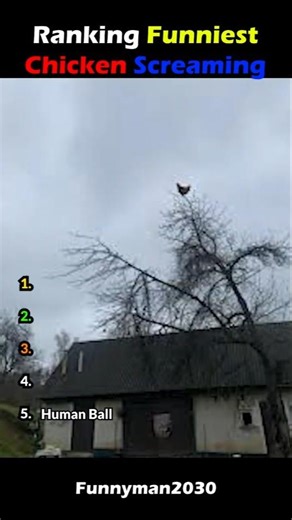 Don't check the sound 🐔 | #fyp #fypシ゚viral #viral | Screaming Chicken Video