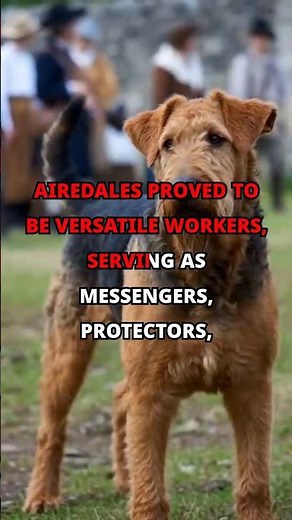 Airedale Terrier: The King of Terriers 👑🐶#AiredaleTerrier, #DogFacts, #KingOfTerriers