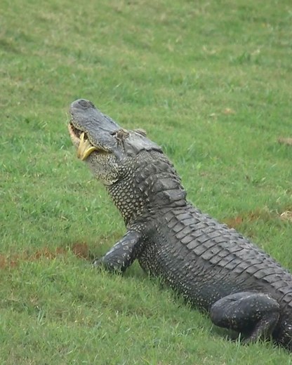 A snack at the turn 🍌🐊 | PGA TOUR