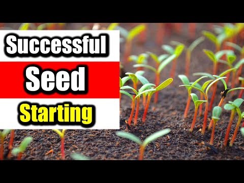 Successful Seed Starting From Sowing to Transplanting