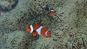 Clownfish “count” white stripes to determine if an invader is friend or foe