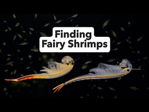 Finding Fairy Shrimp in limestone outcrop pools!