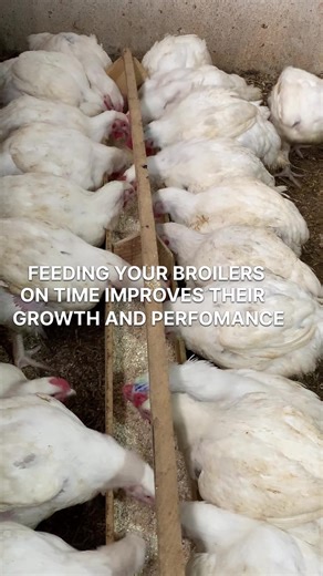 Chicken farm for broilers
