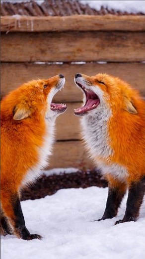 Red Fox Vocalizations in Snowy Wilderness 🦊 Authentic Winter Nature Sounds | 4K