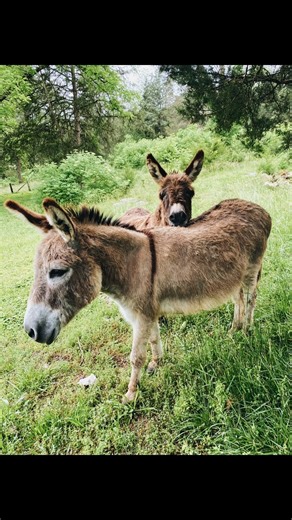 137 reactions · 26 shares | 60+ animals call the Museum their home...