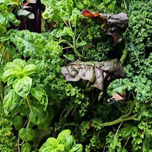 Summer in the woods - An incredible garden grow on my deck in Indiana: