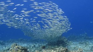 School of Fish: Nature’s Hypnotic Underwater Ballet School of Fish formations are among nature's most mesmerizing spectacles, showcasing the synchronized movements of countless fish gliding through the ocean depths. This video captures the breathtaking beauty of these aquatic ballets, revealing how individual fish unite to form cohesive, flowing patterns that dazzle the eye. Filmed in crystal-clear waters, the footage offers an intimate look at the grace and harmony of marine life in motion. Whe