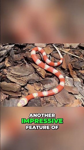 Milk Snakes: Amazing Survival Secrets REVEALED! #shorts