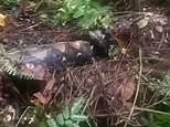 Moment Indonesian locals trap giant python that swallowed a grandmother whole