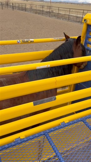 The buckers are headed to Vegas! ✨♠️♥️♣️ CINCH JEANS Logan Coach, Inc. American Hat Company Agri-Best Feeds A&K Earth Movers Gem State Classic Pro Rodeo Caldwell Night Rodeo Glacier45 Distillery Priefert | Powder River Rodeo LLC