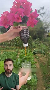Método para propagar bugambilla #jardin #jardineria #jardines #CuidadoDePlantas #plantas #flowers #consejos #tips #gardening #gardentips #fblifestyle | Jardín de Vida
