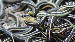 Snakes Form ‘Friendships’, According to Scientists