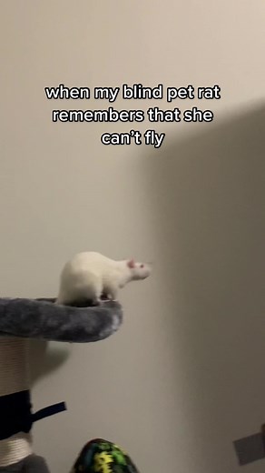 FriendlyRatForecast on TikTok