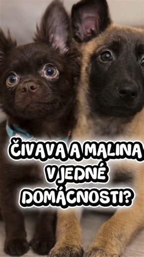 Enzo a Jessie (Chase) on Instagram: "➡️➡️ „To nemůže fungovat.“ „Ten velký jí ublíží.“ „Proč si to děláte?“ Maliňák a Čivava v jedné domácnosti vyvolávají emoce 😅 Ale víš co? Když má pes jasná pravidla, klidné vedení a respekt… 👉 velikost nemusí hrát roli. ✅Věděli jsme, že to nebude snadné, věděli jsme, že i když už se psy zkušenost máme, toto bude “jiná liga”, věděli jsme, že se náš život musí přizpůsobit a veděli jsme, že to za to stojí. 💬 Máš doma taky „nemožnou“ kombinaci? Napiš mi do kom