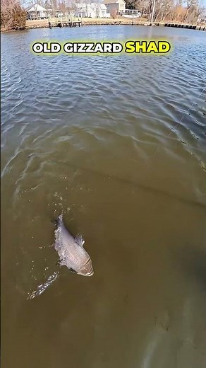 catching gizzard shad on rod and reel 2026 #shorts #gizzardshad #fishing