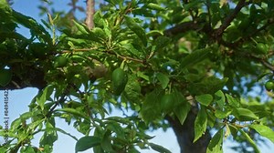Stock image of prunus domestica, commonly known as the european plum, found in an outdoor setting in puglia, italy, showcasing its fresh green fruit and lush leaves against the blue sky.