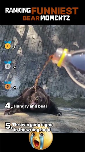 Ranking Funniest Bear Moments! 🐻