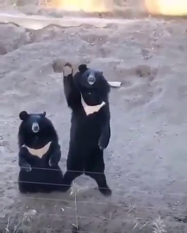 Adorable Pandas Show Off Their Unmatched Cuteness