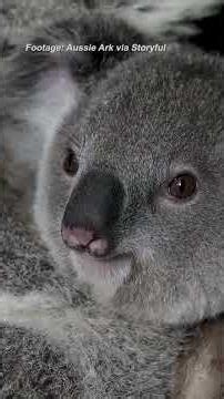 'Jarrah' the koala joey welcomed in NSW Barrington Tops sanctuary