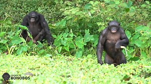 7.5K views · 553 reactions | It takes a lot to feed all 70 bonobos at...