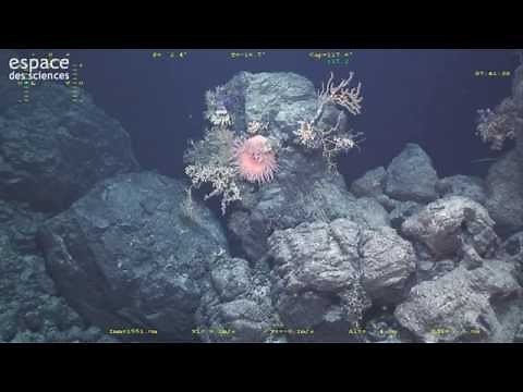 À la découverte d'un volcan sous-marin