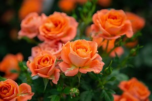 Miniature Rose | Petitti Garden Centers