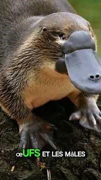 25 CURIOSITÉS SUR L’AUSTRALIE