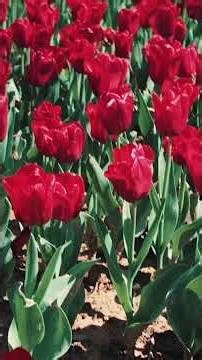 You Can Feel the Arrival of Spring in Istanbul 🌷
