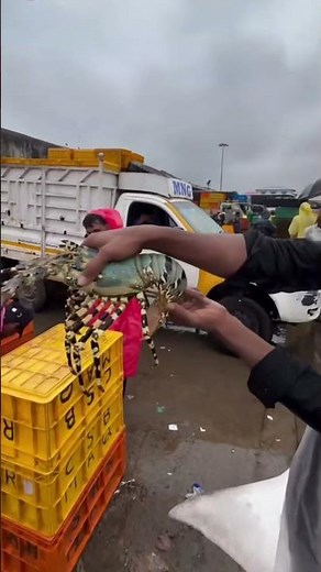 Spider lobster #shortvideo