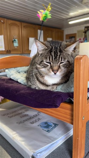 Oldham Cats (@oldhamcats)’s videos with original sound - Oldham Cats