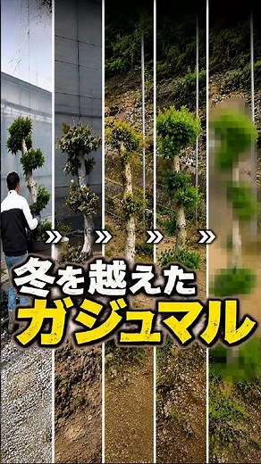 [Experiment] Can Money Trees and Banyan Trees Planted Outdoors Survive the Winter? [Houseplants]