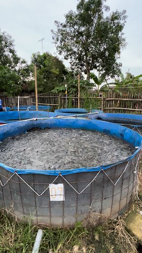 D3 tebar 9000-10.000 | Budhy Creators