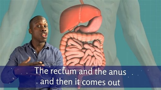 1.2 核心 The Digestive System Song with Lyrics