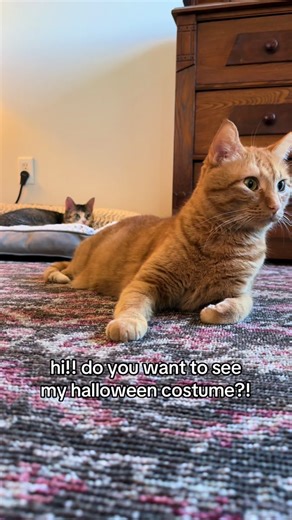 Goose the Cat Wants Your Opinion on His Halloween Costume! 🐱👻
