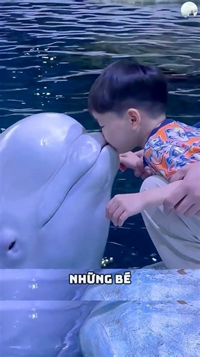 Beluga whale’s hilarious reaction when throwing a tantrum: Spraying water all over people 🚛
