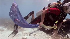 OW Section 4 - PADI Open Water Diver Course (English)