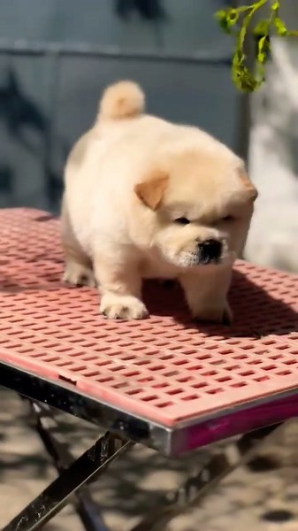 Chow Chow Puppy Available 🐻‍❄️ Fluffy Teddy Face Active Puppy 📞 8810623046 #fluffypuppies #luckypaw