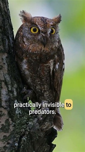 You Won't Believe What This Camouflaged Owl is Watching! #owls #shorts #cuteowls