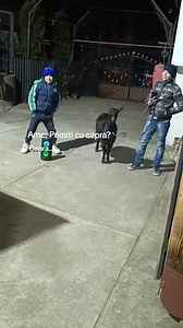 Copiii la urat cu capra 🇷🇴🙏 #fy #romania #capra #animale #colinde | Viața la Țară e plină de surprize