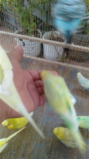 😍 Daily Mutual Care — How to Groom & Bond with Your Budgie #BondTime #PetCare