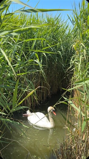 Stunning day here in Dorset. The Swannery has spots for those that want and areas for full on sun worshippers. This applies to humans and swans. Enjoy the sunshine everyone 🌞#abbotsburyswannery #visitdorset #dorset #loveweymouth #cygnets #swannery #abbotsbury | Abbotsbury Swannery