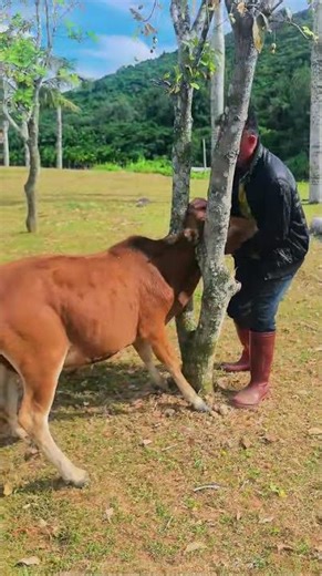 Calf Stuck in Tree, Shepherd Uses Wisdom to Save!